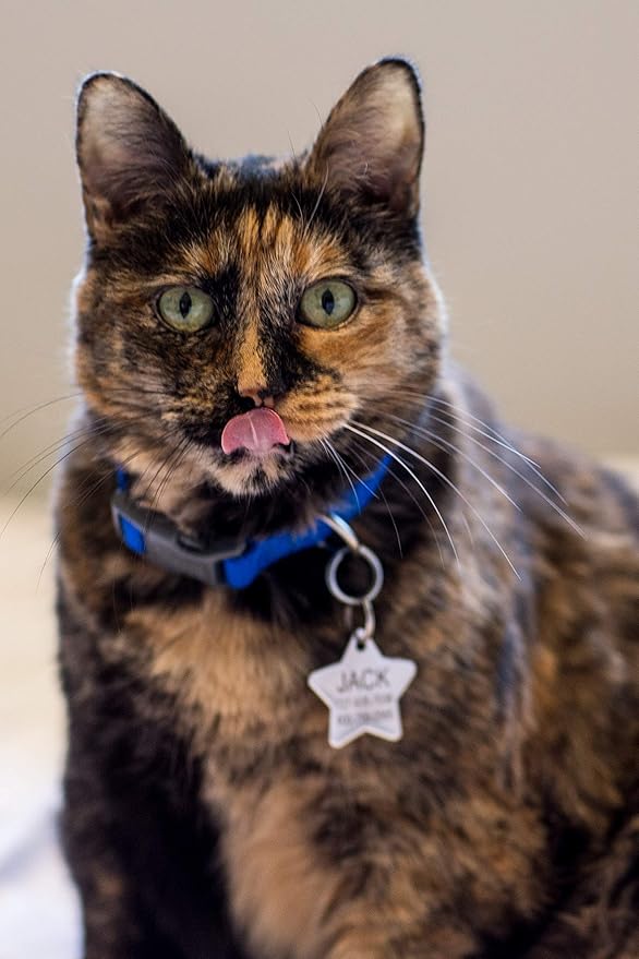 Providence Engraving Custom Engraved Stainless Steel Pet ID Tags - Personalized Front and Back Identification, for Large or Small Cats and Dogs, Bone, Regular